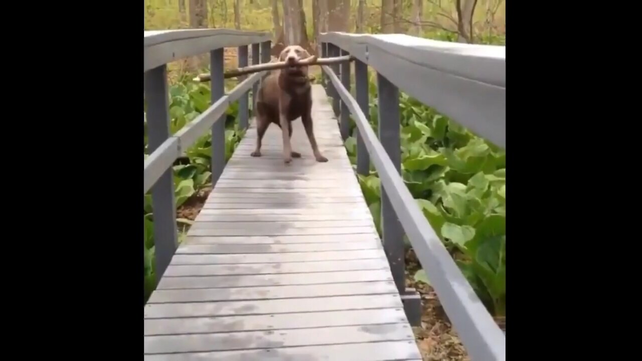 Funny video compilation of animals... Part 2