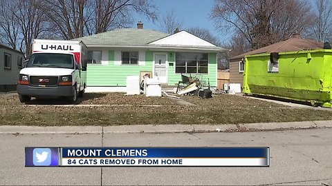 Where police found nearly 100 cats living in 'deplorable conditions' in Mount Clemens