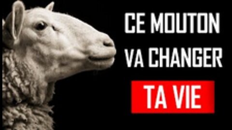 Pourquoi Ce Mouton Va Transformer La Vie de