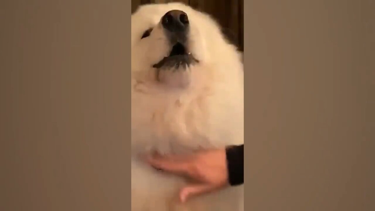 Funny dog barking sound very funny