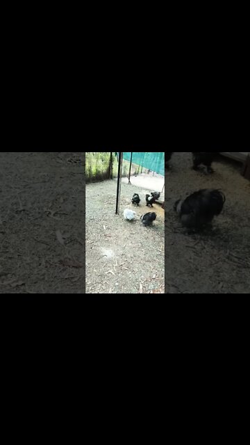 Good morning silkies, hen running around 4th December 2022