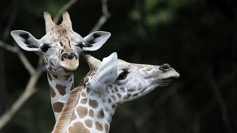 U.S. Fish And Wildlife Service Has Declared Giraffes - Yes, Giraffes - An Endangered Species