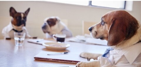 Dogs that are working in the office