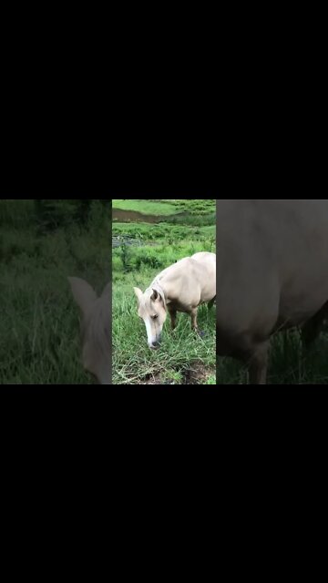 Past flood - Fat Brumbies graze near us the day after a flash flood