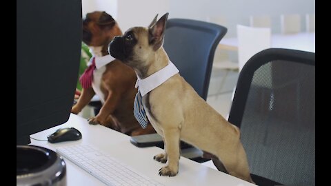CUTE & FUNNY DOGS