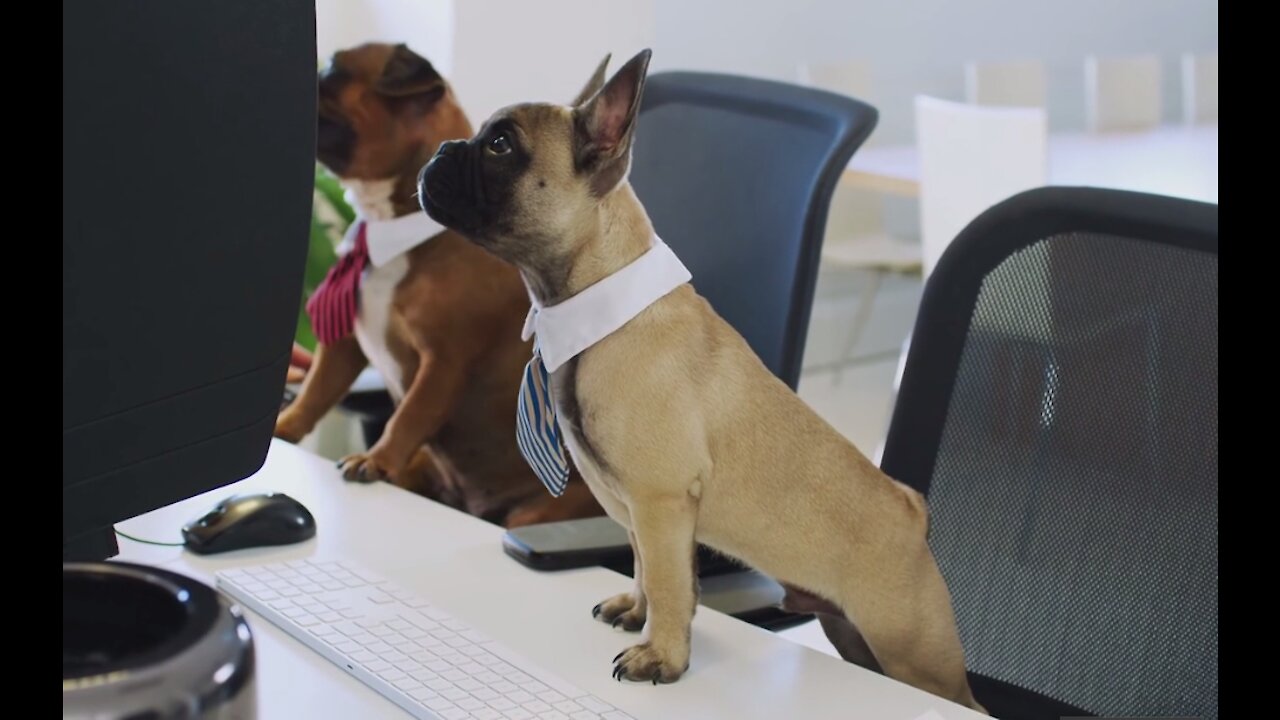 CUTE & FUNNY DOGS