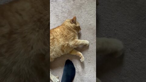 I Love when Cats do This with their Paws