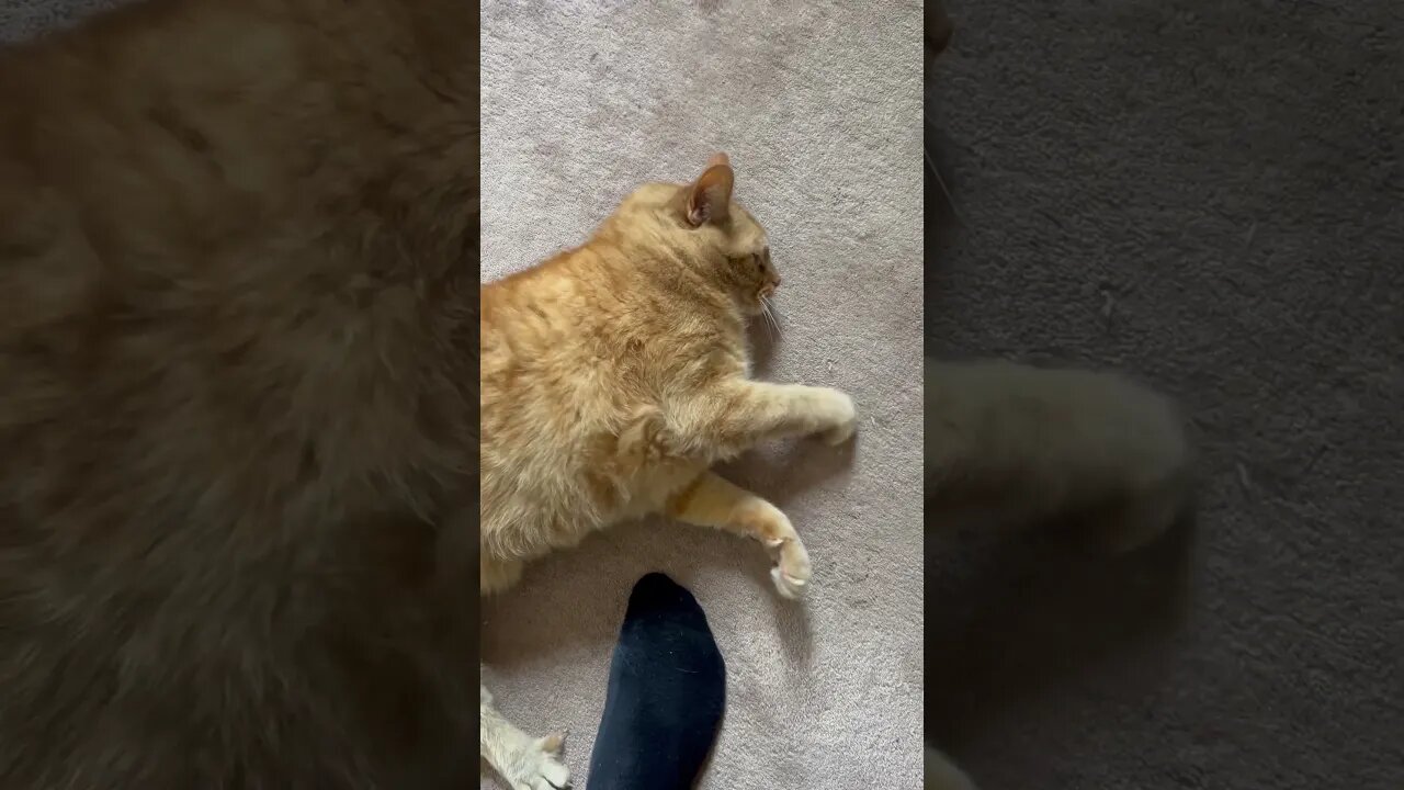 I Love when Cats do This with their Paws