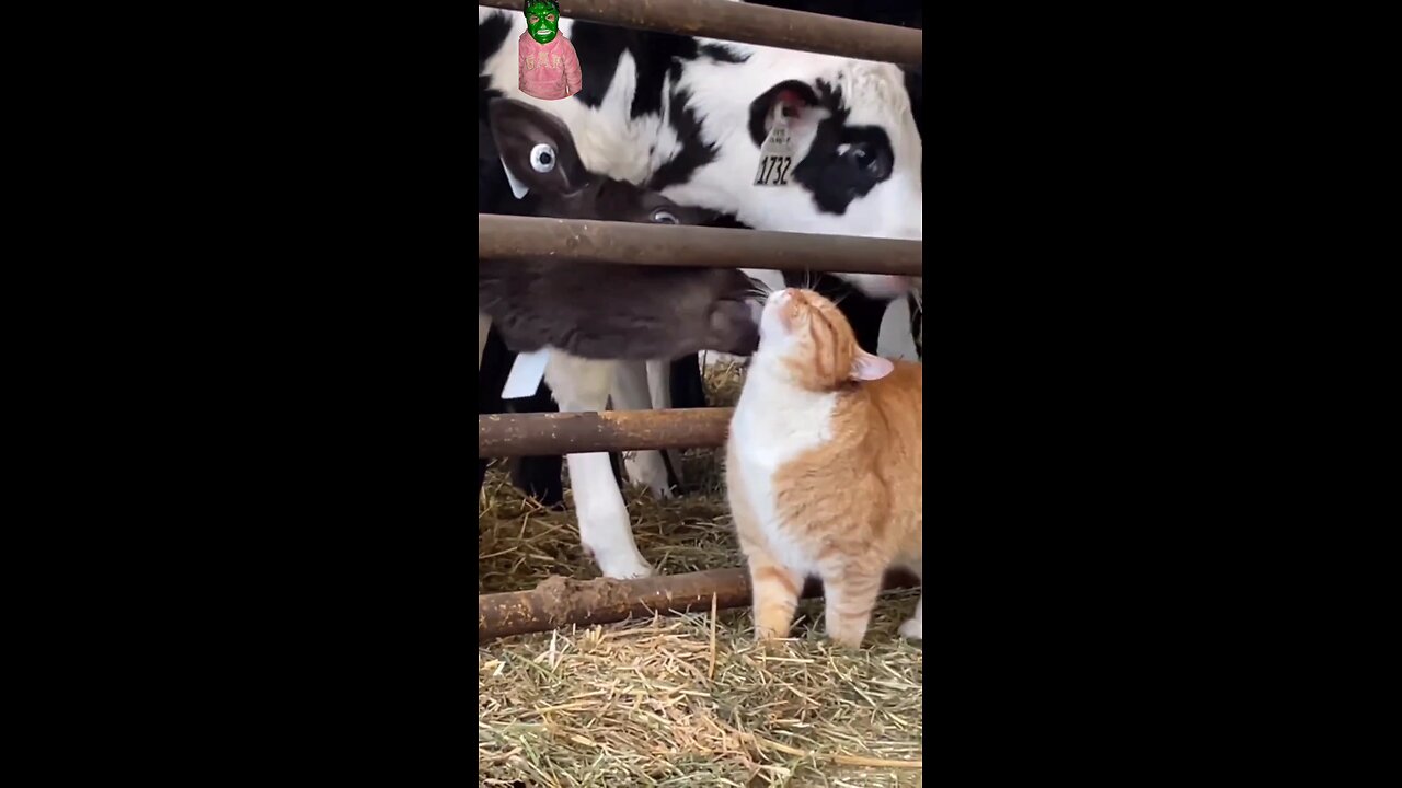 cow and cat love