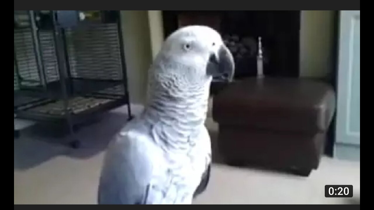 Don't touch me ! Says parrot