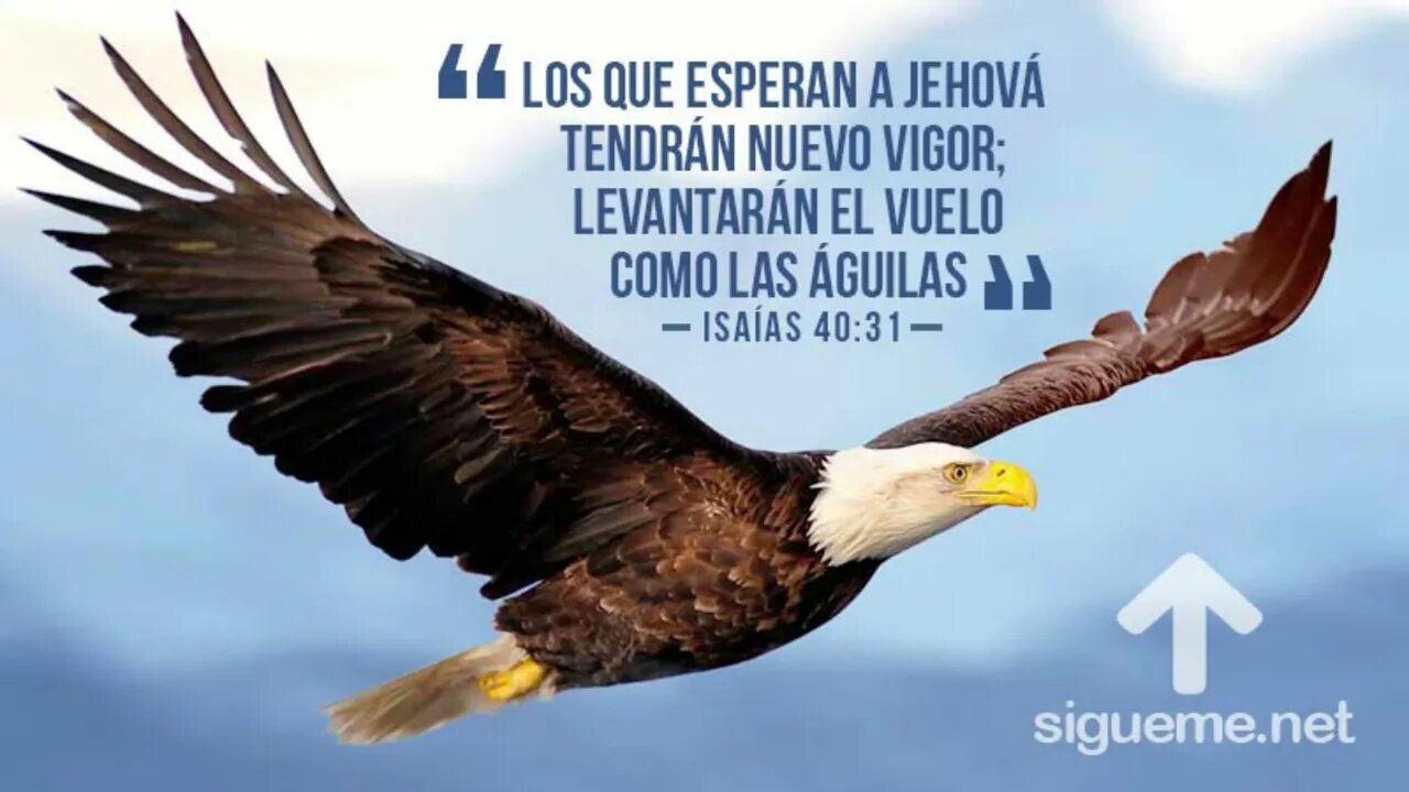 Volarán como aguilas