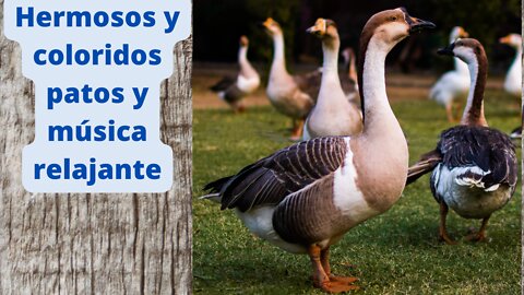 Hermosos patos coloridos y música relajante.