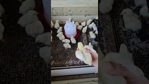 one week old cornish cross #chicks #chickens #video #meat #farmlife #poultry #homestead #farm