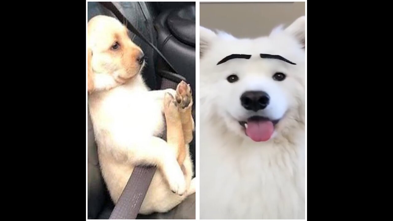 So funny 😂😂😂 so cute 🥰 please follow me