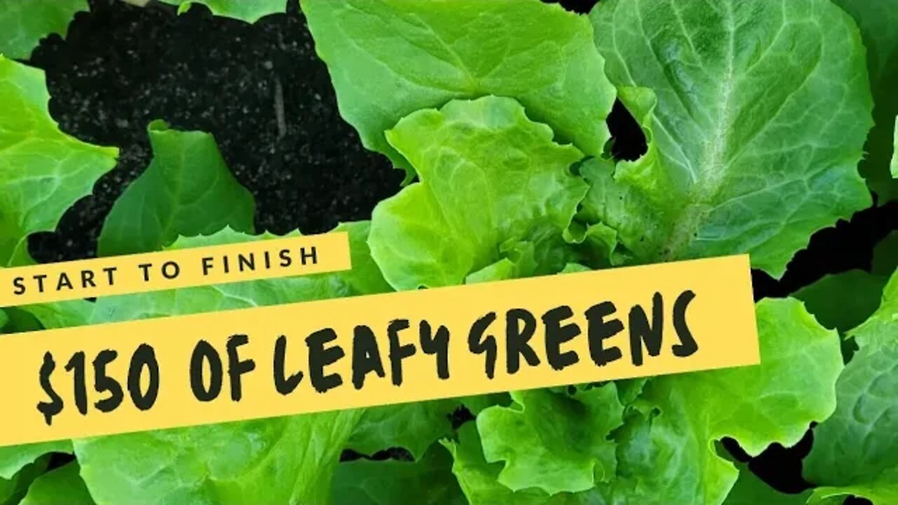 Grow $150 Worth of Leafy Greens | Raised Beds Gardening in November