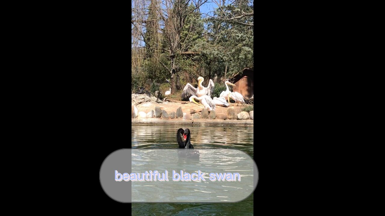 Funny moments at the zoo