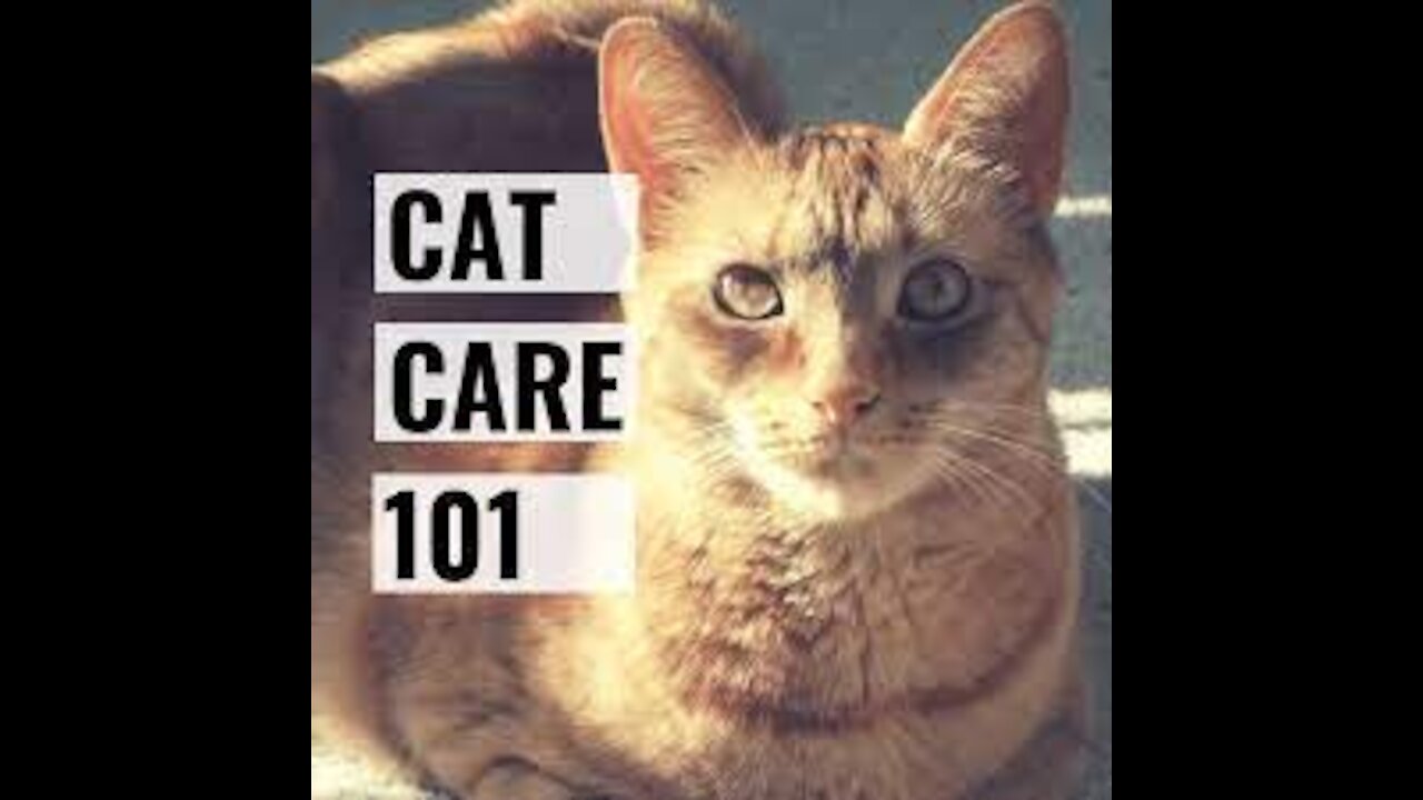 Tips and needs for your new cat