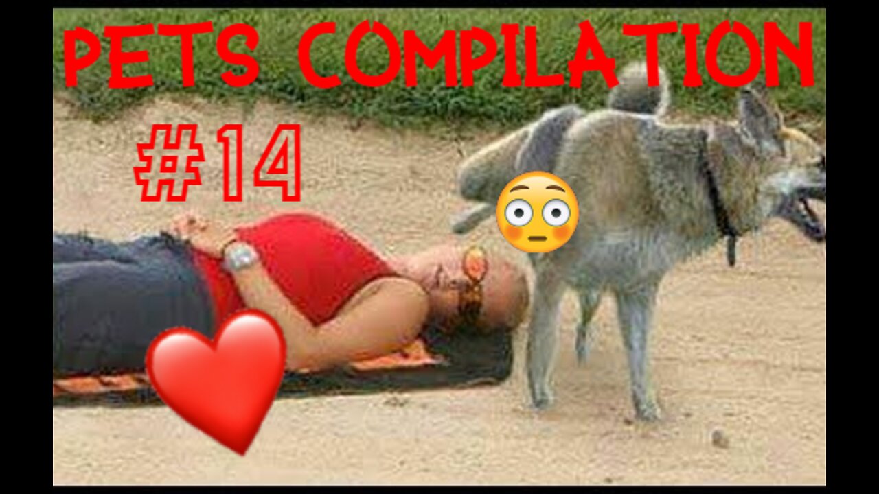 Funny Animals & Pets Compilation #14 - FunnyPetsVid