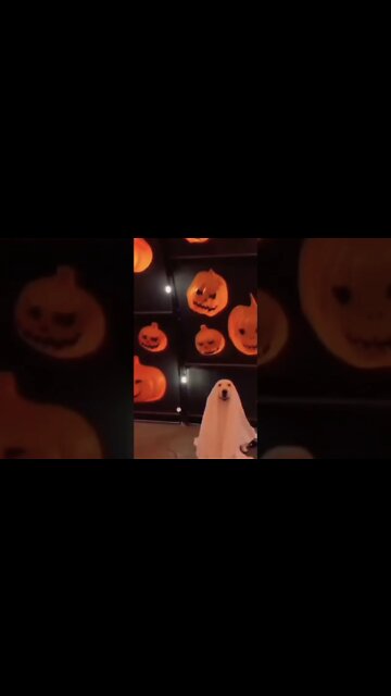 Such a good boye!!! #shorts