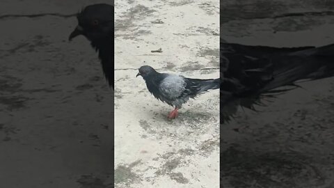 little birdie walking around after a long bath