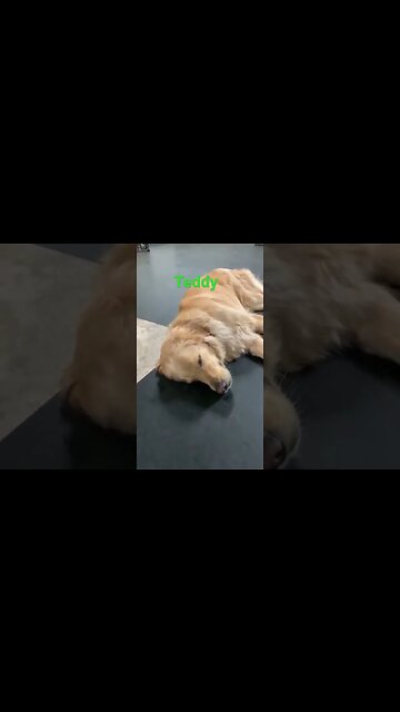 [Shorts 0042] TEDDY [#dogs #doggos #doggies #puppies #dogdaycare]