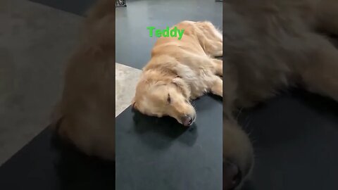 [Shorts 0042] TEDDY [#dogs #doggos #doggies #puppies #dogdaycare]