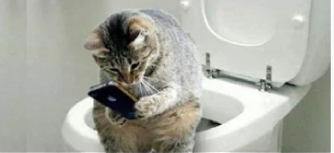 Funny And Cute Cat'S Life Cats And Owners Are The Best Friends Videos