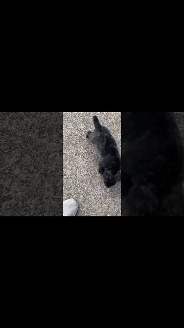 Hazard…3 wk old DSS pup