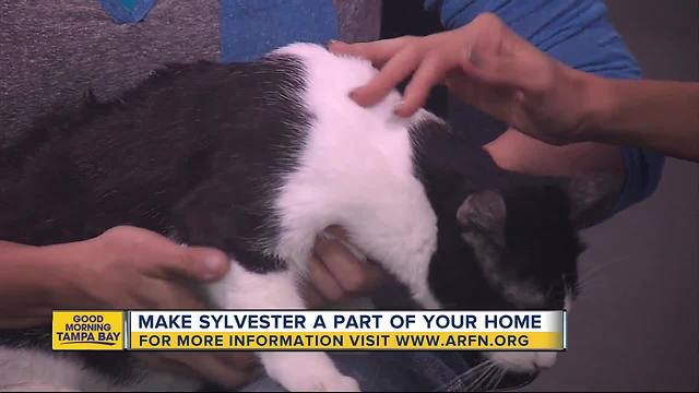 Pet of the week: Sweet Sylvester is a perfect lap cat seeking fur-ever home