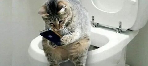 Funny and Cute Cats and Owners are the best friends Videos
