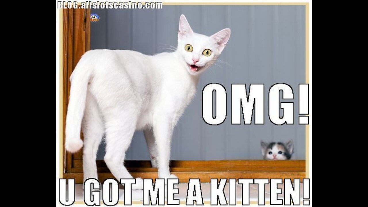 Awesome (Crazy Cat#/Vdeos You Will Enjoy This