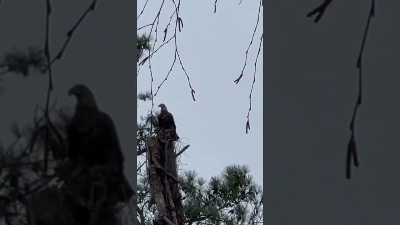 Eagle right before Christmas. #baldeagle #eagle #farmlife #homesteading #wadoforwatching