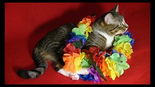 Cat Photography