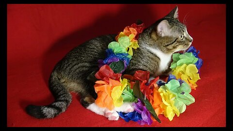 Cat Photography