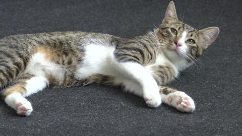 Cute Kitty Stretches His Little Paws