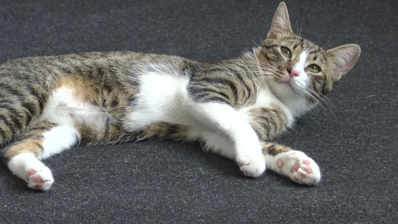 Cute Kitty Stretches His Little Paws