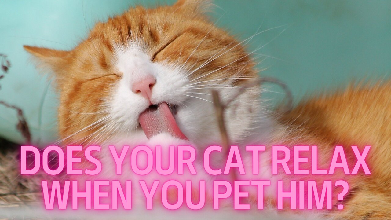 Does your cat relax when you pet him?