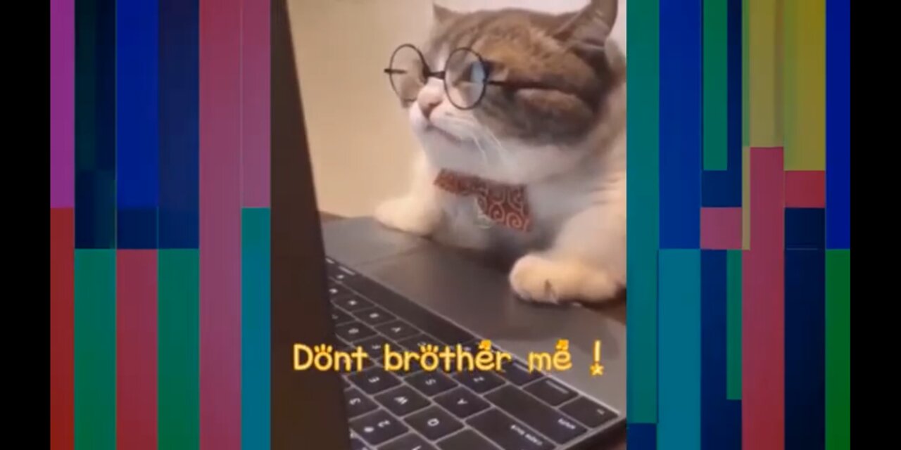 TRY NOT TO LAUGH WITH THE FUNNY CATS🤣🐈