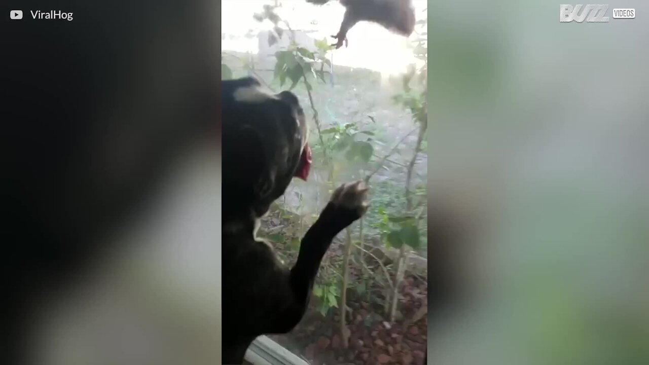 Questo cane adora osservare scoiattoli alla finestra