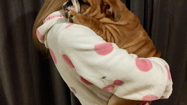 Bulldog puppy dancing with mommy