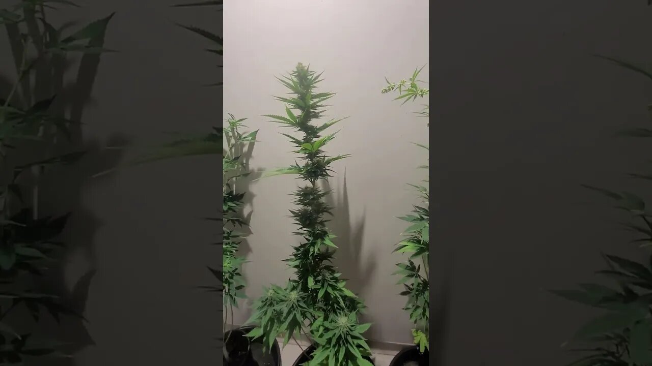 Spider Girl F2 Project. The Eddie Torres Pheno