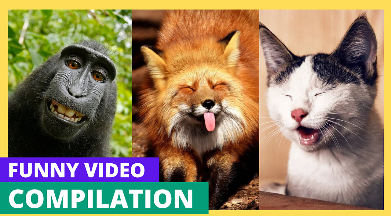 Adorable Animal Antics: “Funny and Cute Compilation"