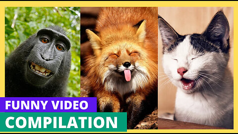 Adorable Animal Antics: “Funny and Cute Compilation"