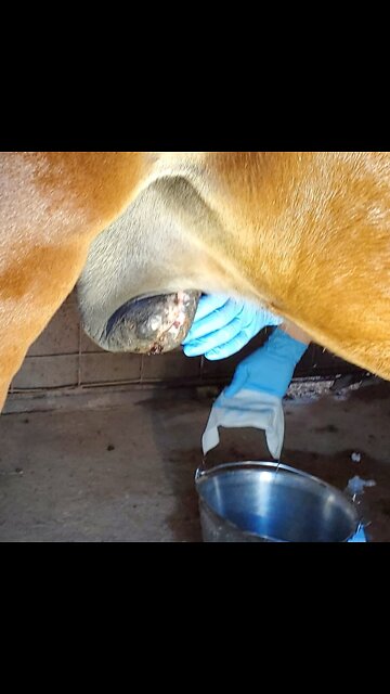 Ace sheath injury cleaning