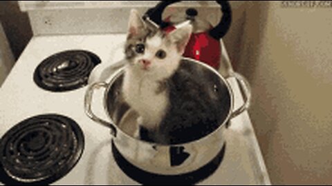 Funny cats video
