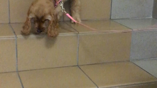 Cute puppy tries stairs for the first time