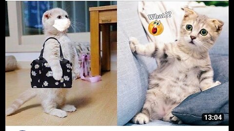 Some amazing funny animals are playing with human
