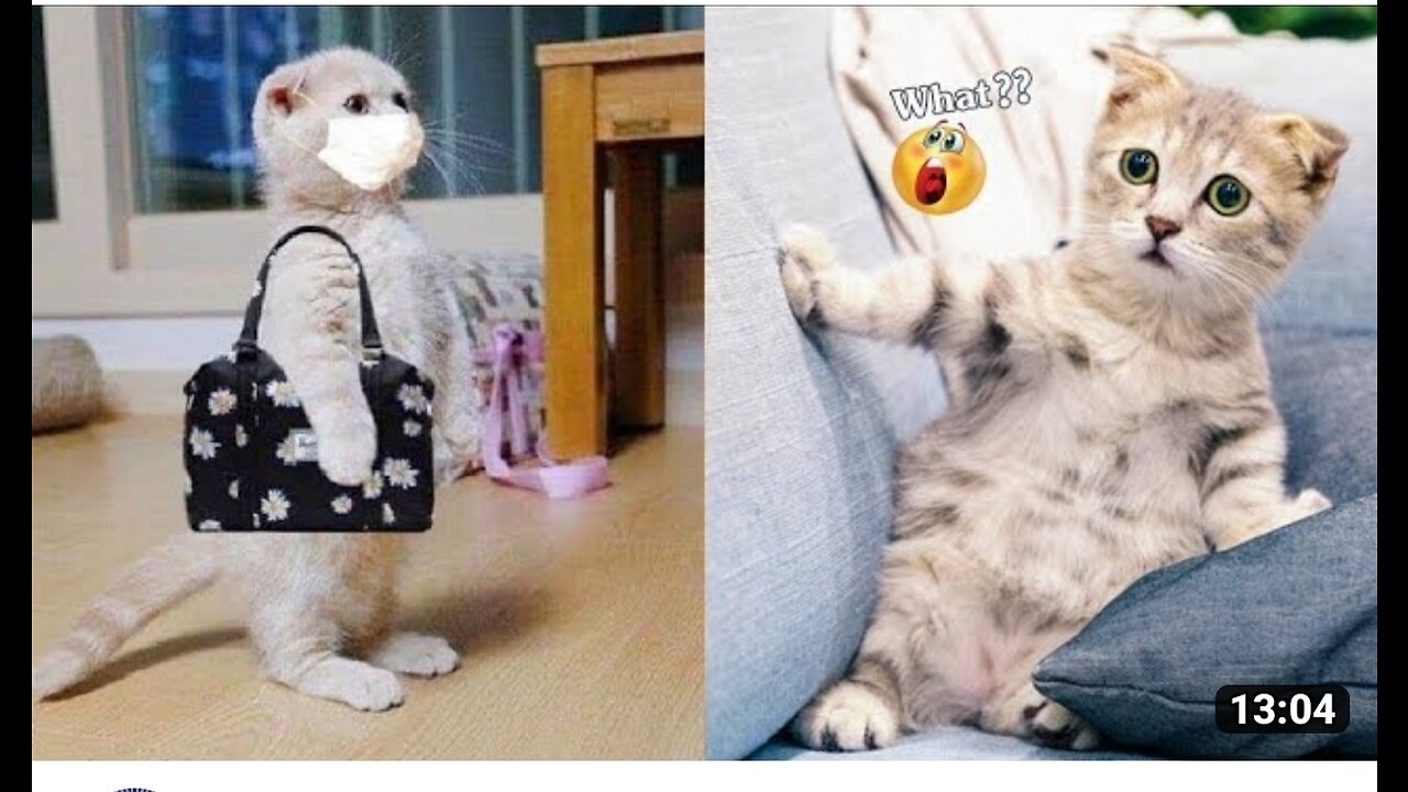 Some amazing funny animals are playing with human