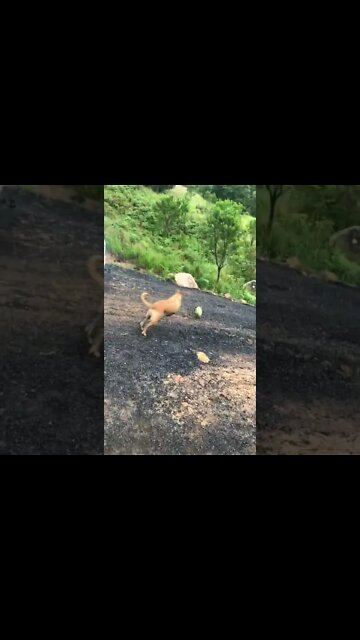 Bull arab rescue dog loves football 1