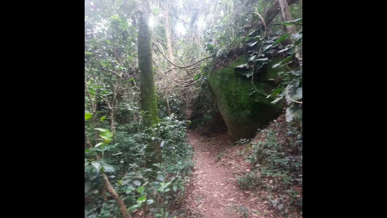 TRILHA NA CANTAREIRA PROXIMA AO RODOANEL NORTE TRONCO CAIDO NA TRILHA